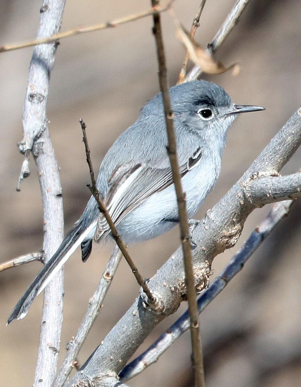 Black-capped gnatcatcher